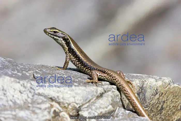 : Water skink : Water skink