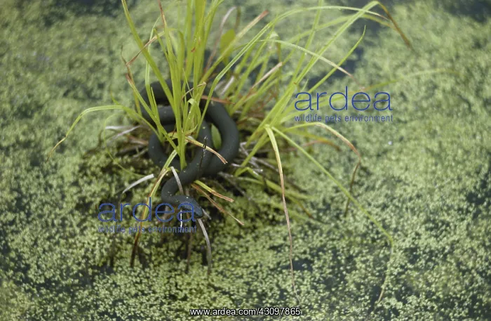  : Water Snake