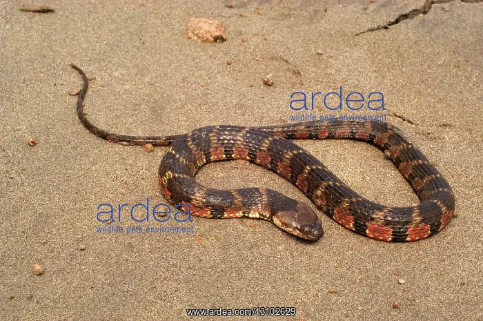 : Water snake : Water snake