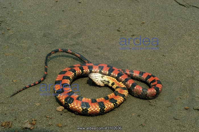 : Water snake : Water snake