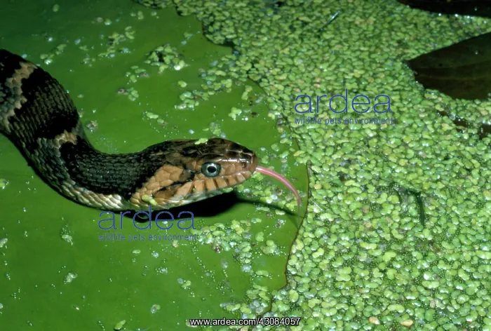 : Water Snake on Lilypad : Water Snake on Lilypad