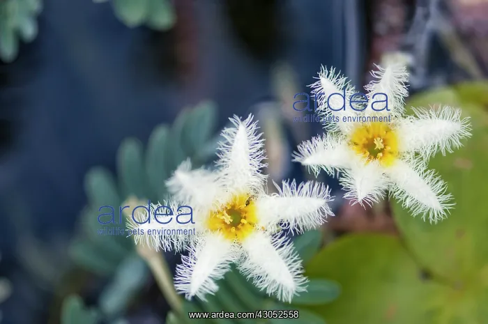: Water Snowflake : Water Snowflake