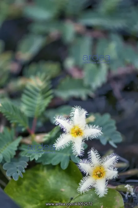 : Water Snowflake : Water Snowflake