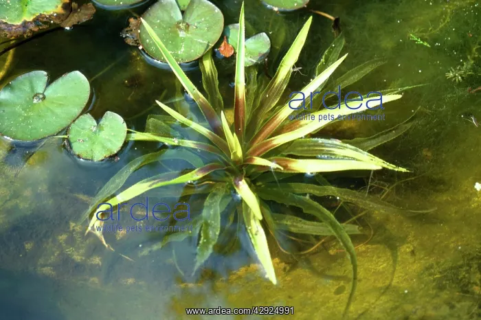  : WATER SOLDIER