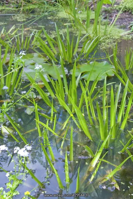 : Water Soldier - flourishing in a wildlife pond : Water Soldier - flourishing in a wildlife pond