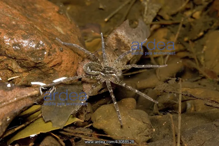 : Water spider : Water spider