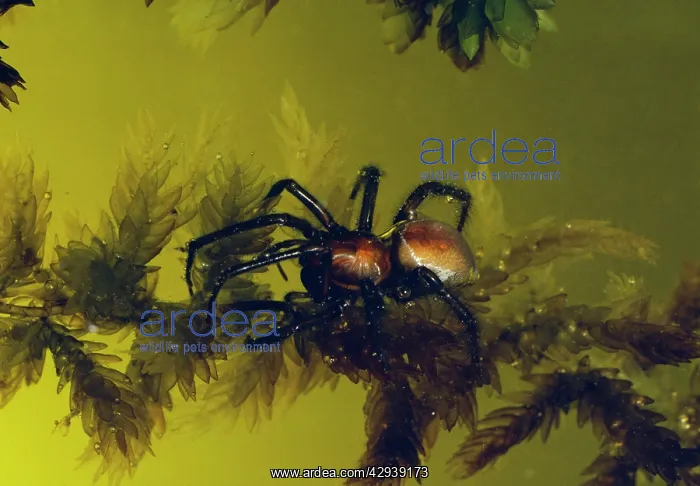 : Water Spider - Underwater : Water Spider - Underwater