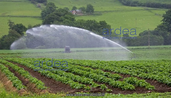 : Water being sprayed onto potato crops by high pressure : Water being sprayed onto potato crops by high pressure