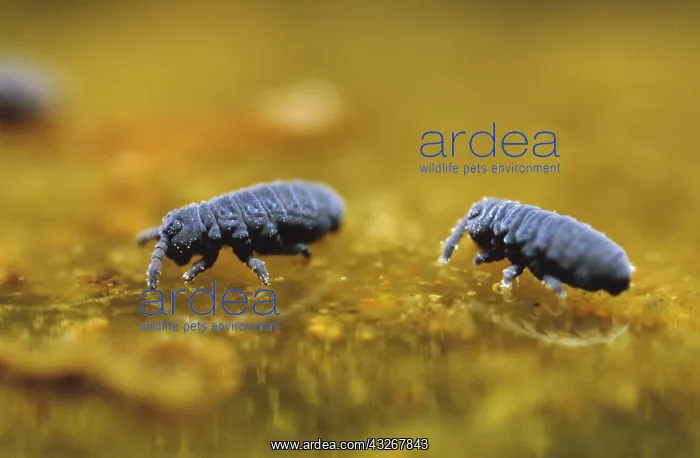 : Water Springtail (Podura aquatica) pair, Europe : Water Springtail (Podura aquatica) pair, Europe