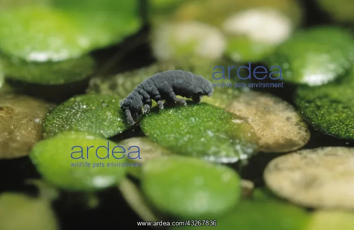 : Water Springtail (Podura aquatica) on vegetatio : Water Springtail (Podura aquatica) on vegetatio