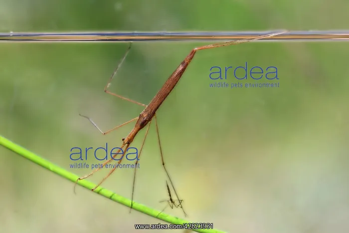 : Water Stick Insect : Water Stick Insect