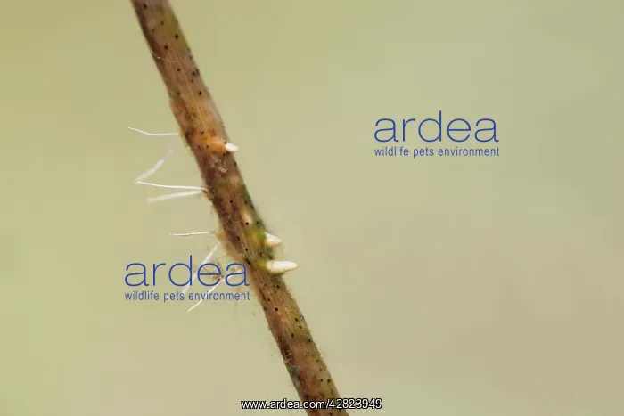 : Water Stick Insect Eggs : Water Stick Insect Eggs