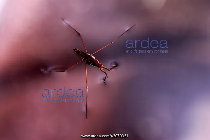 : Water Strider : Water Strider