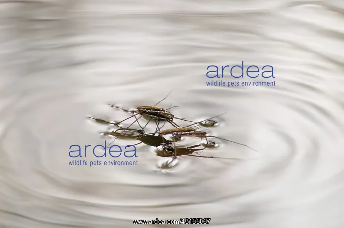 : Water Strider : Water Strider