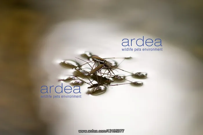 : Water Strider : Water Strider