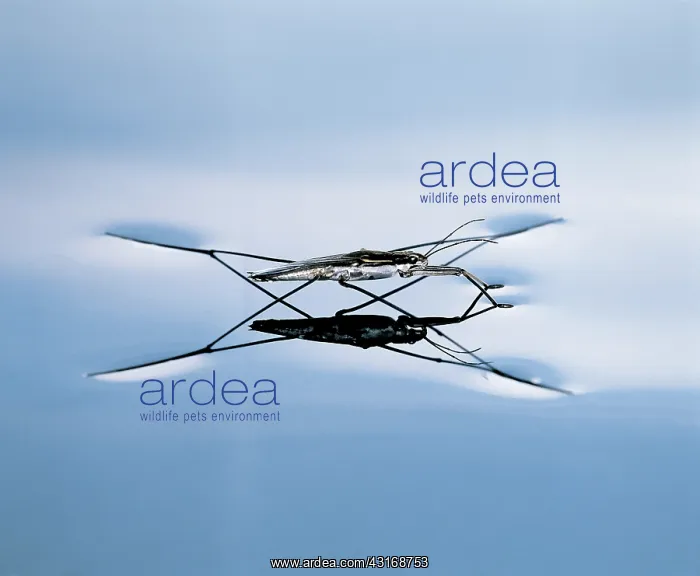  : Water Strider