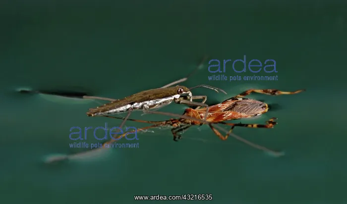 : Water Strider : Water Strider