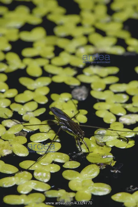: Water Strider : Water Strider