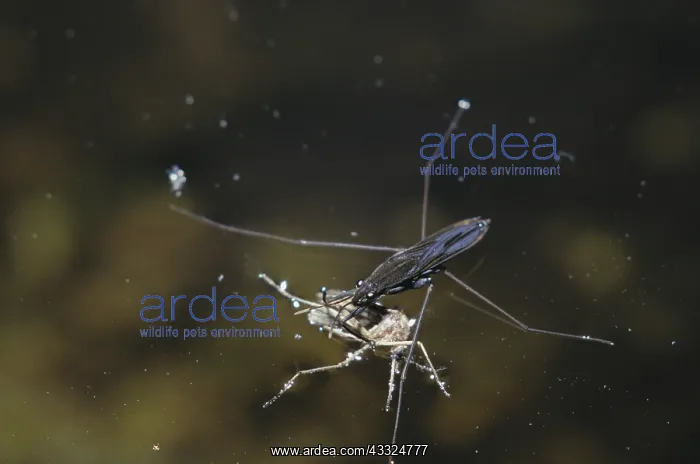 : Water Strider : Water Strider