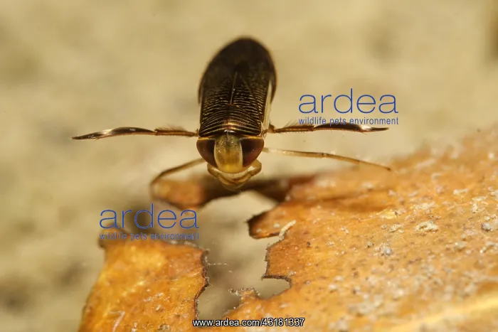 : Water strider (Notonectidae sp) in a pond, Prairies : Water strider (Notonectidae sp) in a pond, Prairies