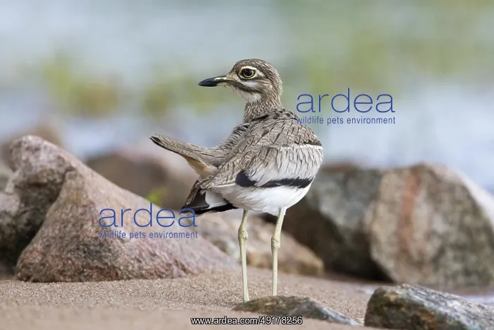 : Water Thick-knee (Burhinus vermiculatus) : Water Thick-knee (Burhinus vermiculatus)