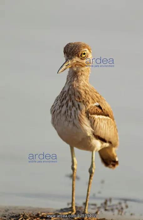 : Water Thick-knee / Water Dikkop - At the lakeshore : Water Thick-knee / Water Dikkop - At the lakeshore