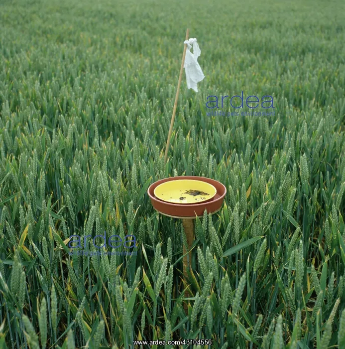 : Water trap for monitoring insects : Water trap for monitoring insects
