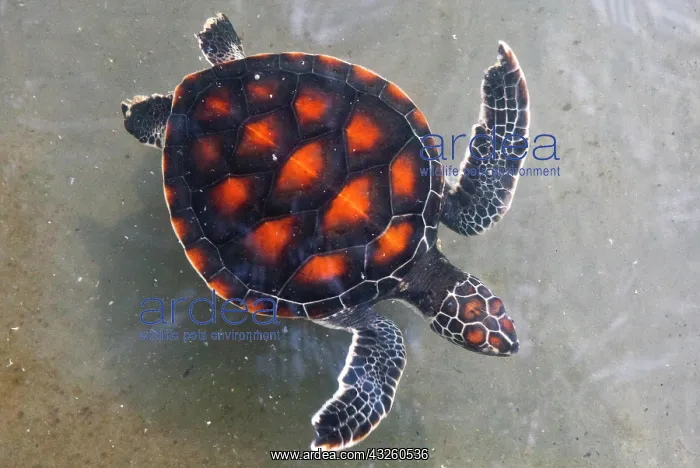 : Water turtle, Phang Nga Coastal Fisheries Research : Water turtle, Phang Nga Coastal Fisheries Research