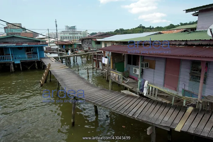 : Water Village Walkway and shacks on stilts in Brunei River : Water Village Walkway and shacks on stilts in Brunei River