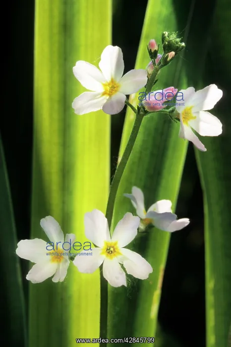  : Water Violet