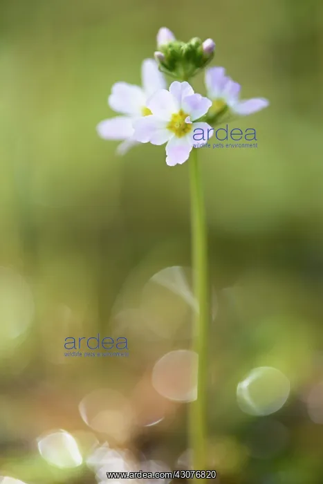 : Water Violet : Water Violet