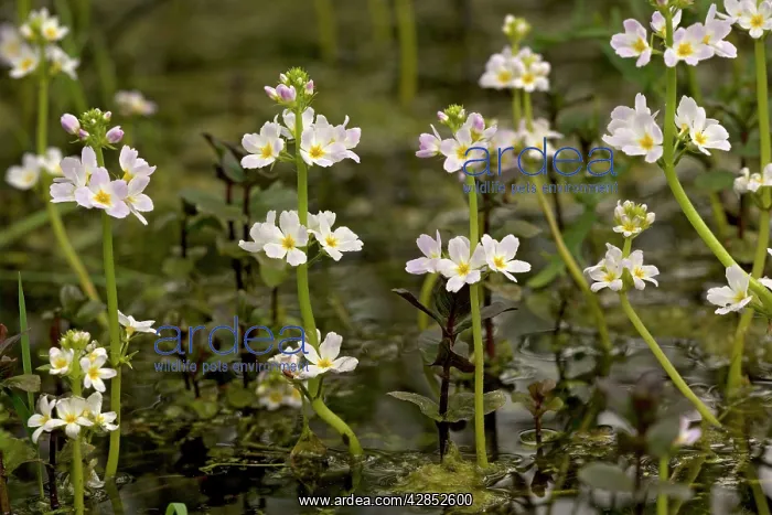 : Water-violet, flowering in pond : Water-violet, flowering in pond