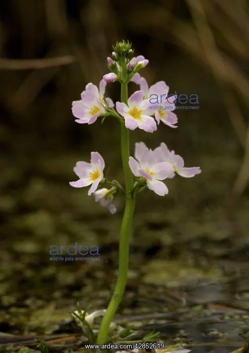: Water-violet, flowering in pond : Water-violet, flowering in pond