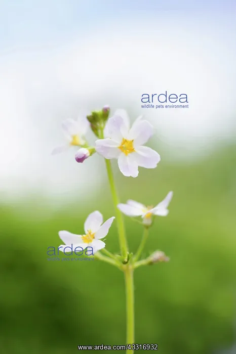 : Water Violet, Hottonia palustris, A single flowering : Water Violet, Hottonia palustris, A single flowering