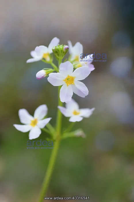 : Water Violet, Hottonia palustris, A single flowering : Water Violet, Hottonia palustris, A single flowering