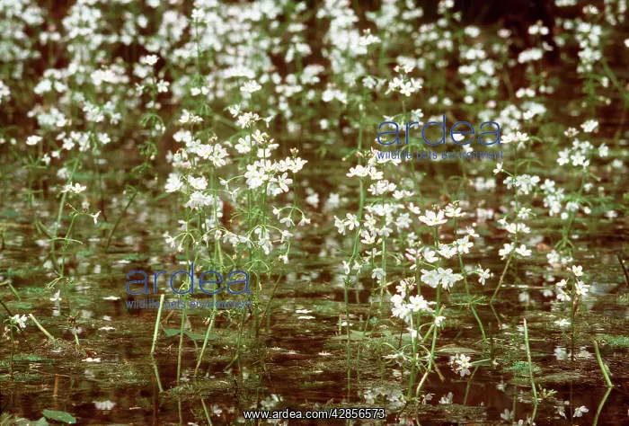  : Water-violets