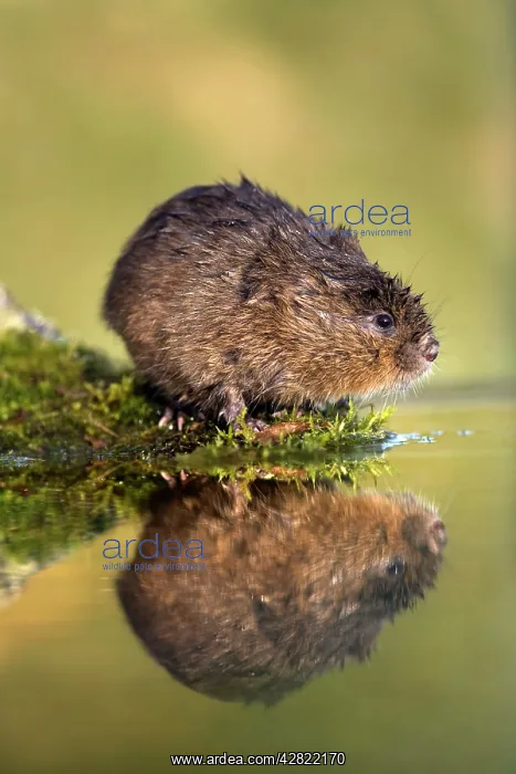  : Water Vole
