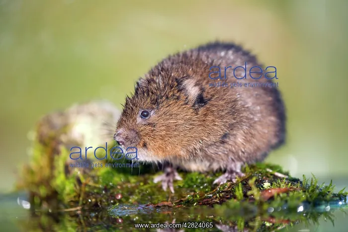  : Water Vole