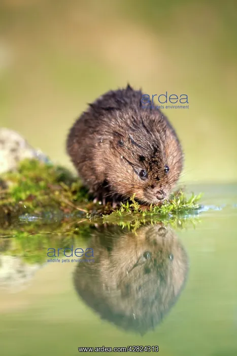  : Water Vole