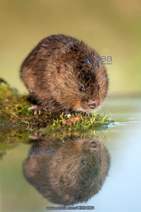  : Water Vole