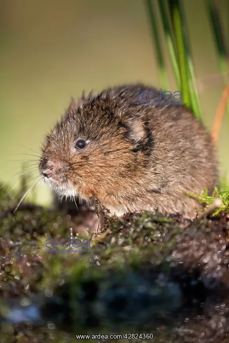  : Water Vole