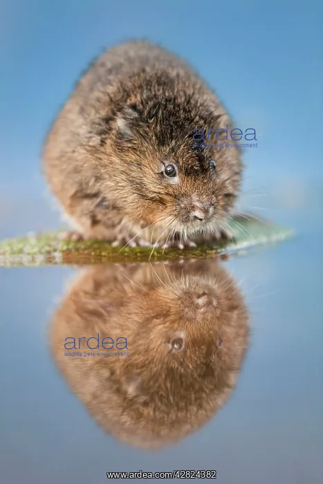  : Water Vole