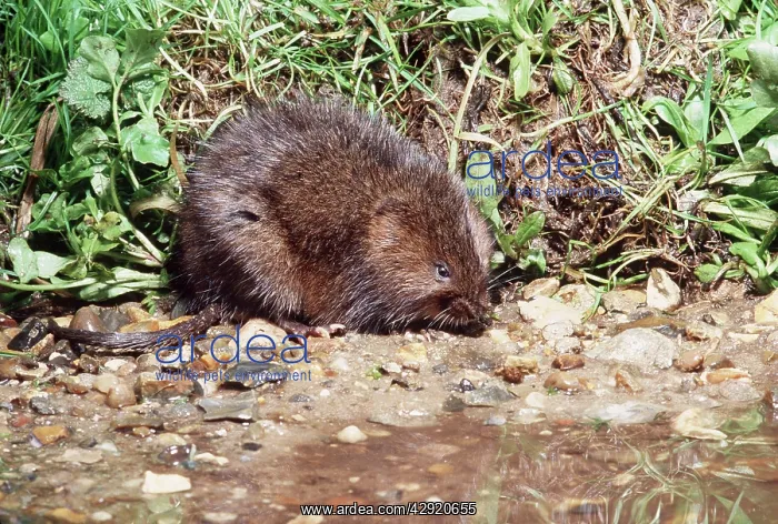 : WATER VOLE : WATER VOLE