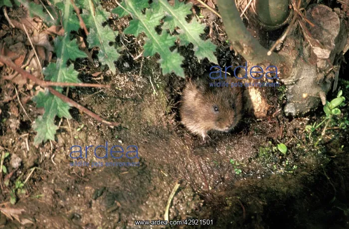 : Water Vole : Water Vole