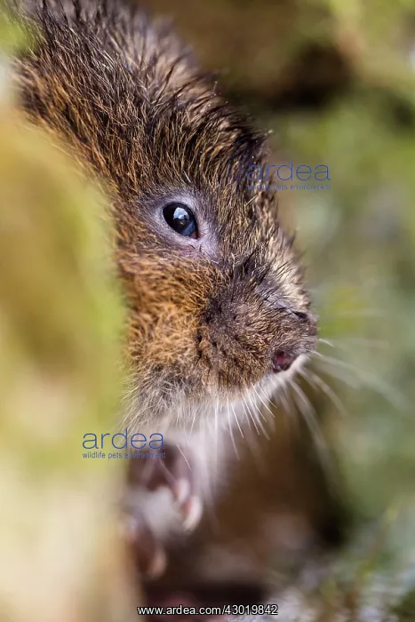  : Water Vole