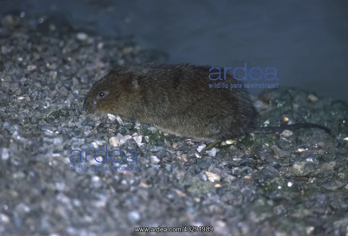: WATER VOLE : WATER VOLE
