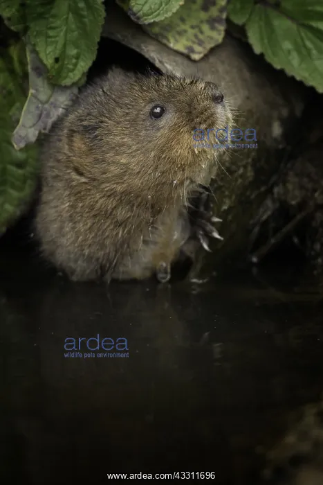 : A Water Vole (Arvicola amphibius) peers out from : A Water Vole (Arvicola amphibius) peers out from