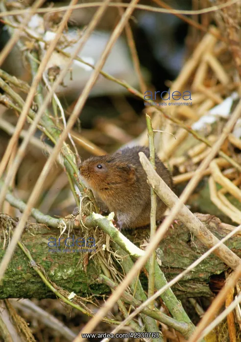  : WATER VOLE - ON BRANCH