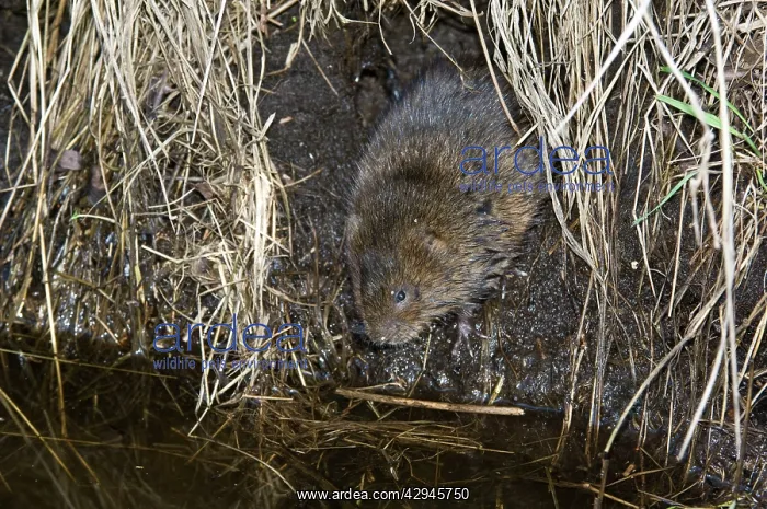 : Water vole - Emerging from burrow : Water vole - Emerging from burrow
