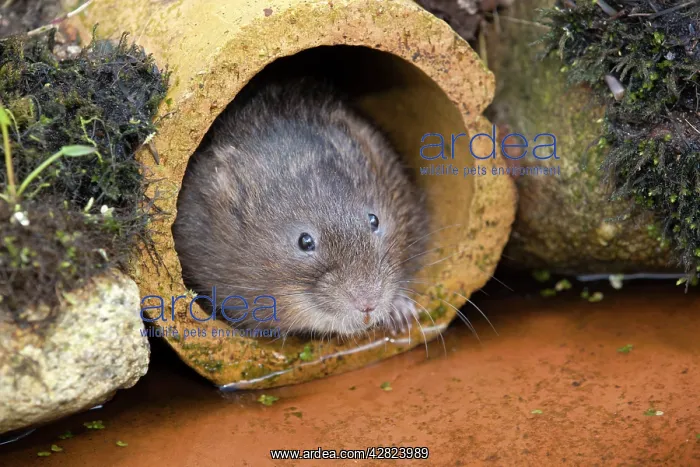 : Water Vole - emerging from drain pipe : Water Vole - emerging from drain pipe